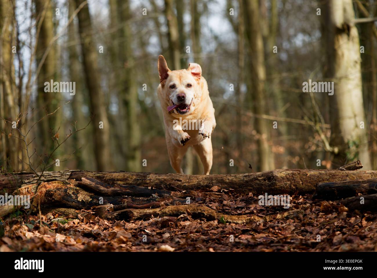 Labrador airborne jumping over a log Stock Photo