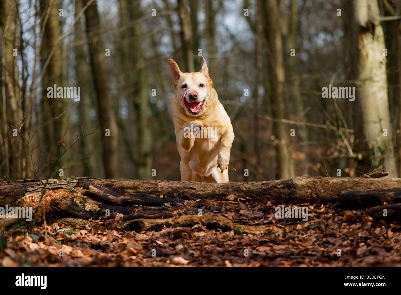 Labrador airborne jumping over a log Stock Photo