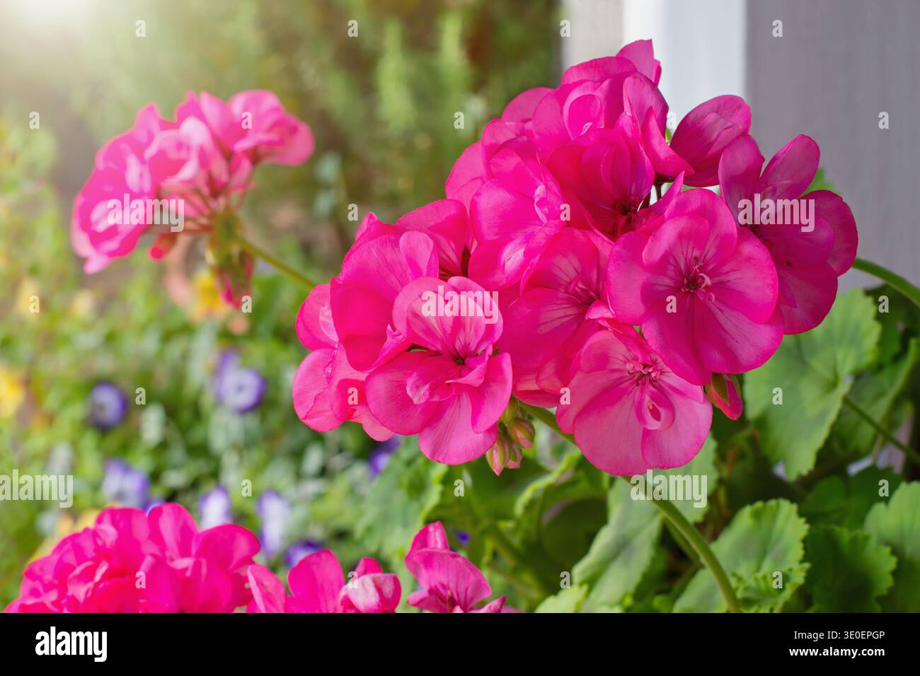 Richly blooming geranium flowers on the windows Stock Photo