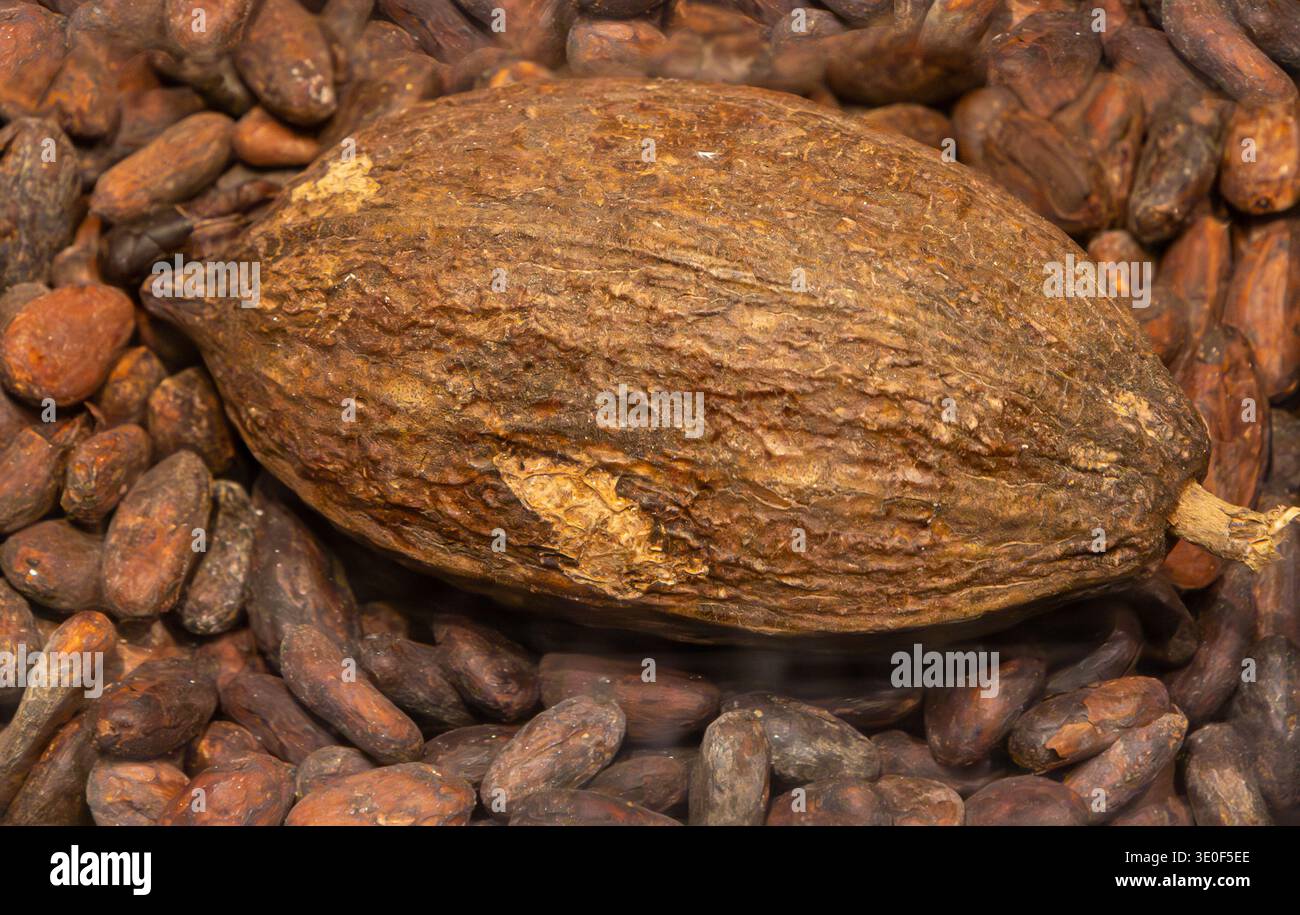 Large Cacao shells the fibrous nutrient-rich outer husks of cacao beans ...