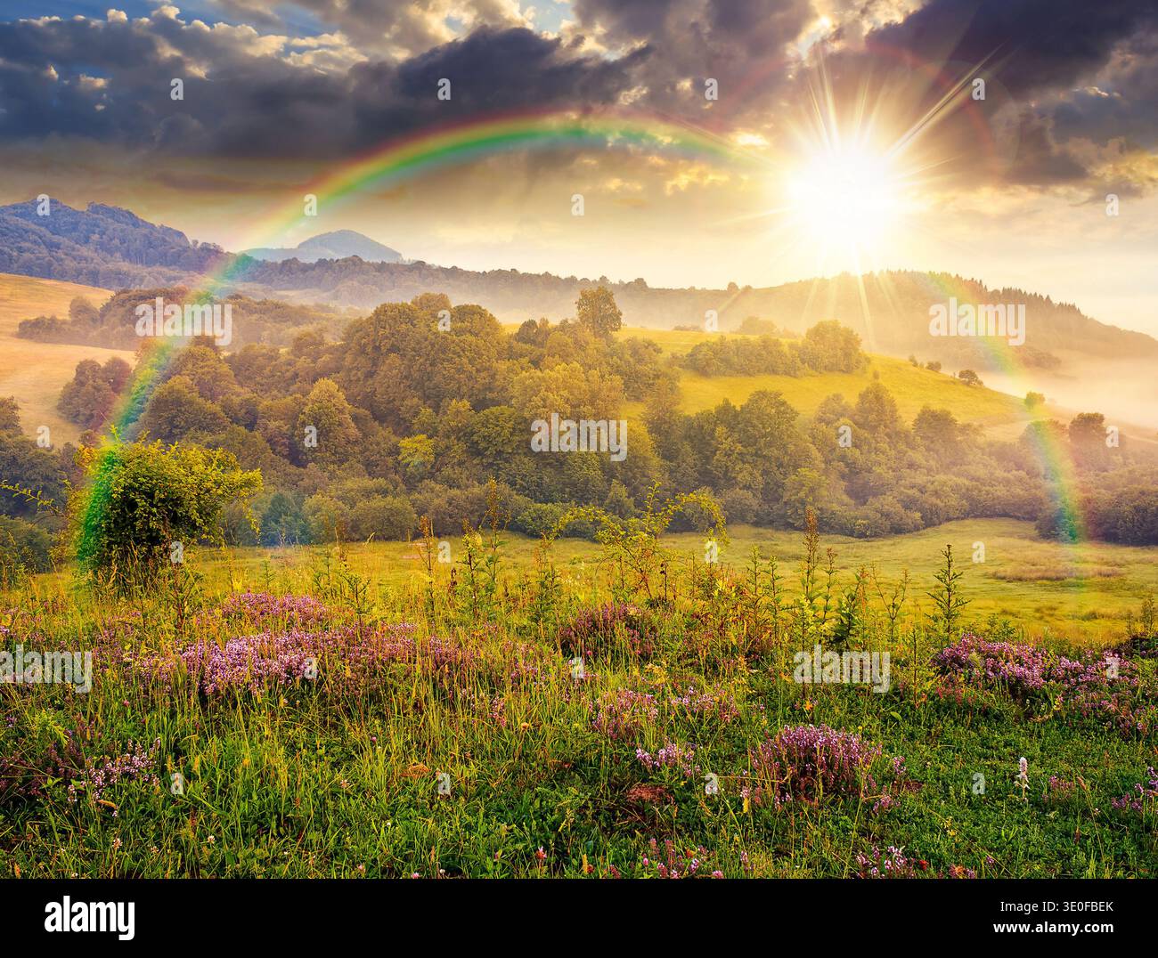 sunset over wonderful foggy mountain scenery. lovely summer landscape of countryside district. picture with purple thyme flowers on grassy field near Stock Photo