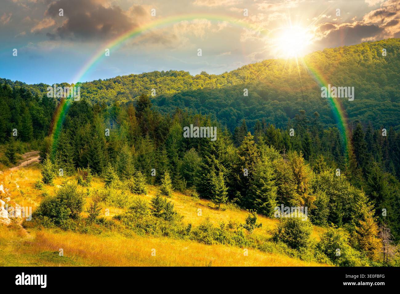 coniferous forest on a steep hillside meadow in summer at sunset. mountain landscape in evening light. beautiful nature scenery. green environment ope Stock Photo