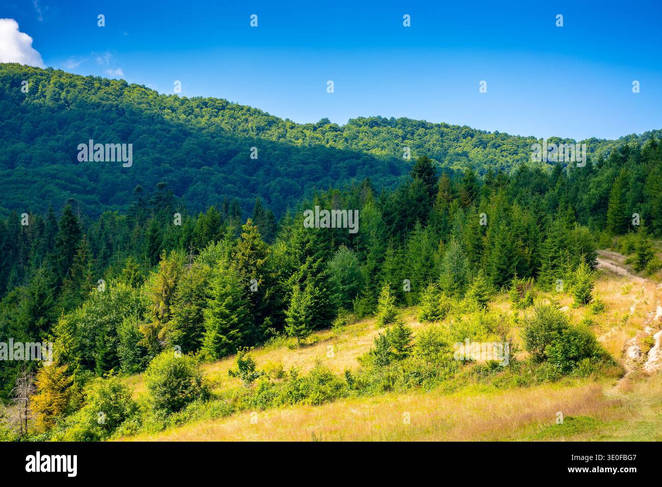 coniferous forest on the steep hillside meadow in summer. carpathian mountain landscape of ukraine. beautiful nature scenery on a sunny day. green env Stock Photo