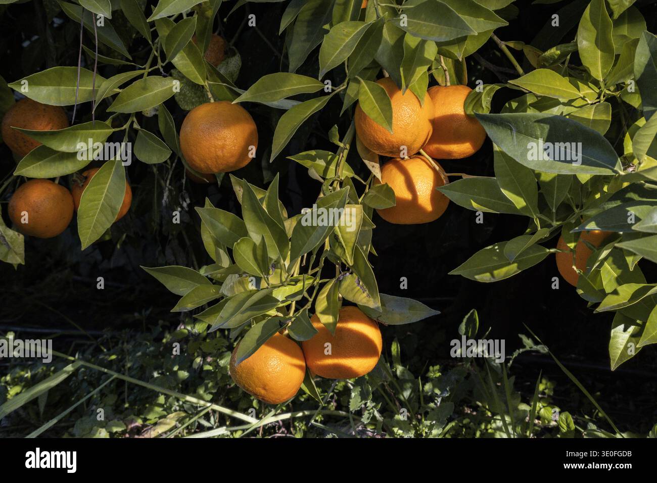 Bitter edible oranges ripening on the tree Stock Photo