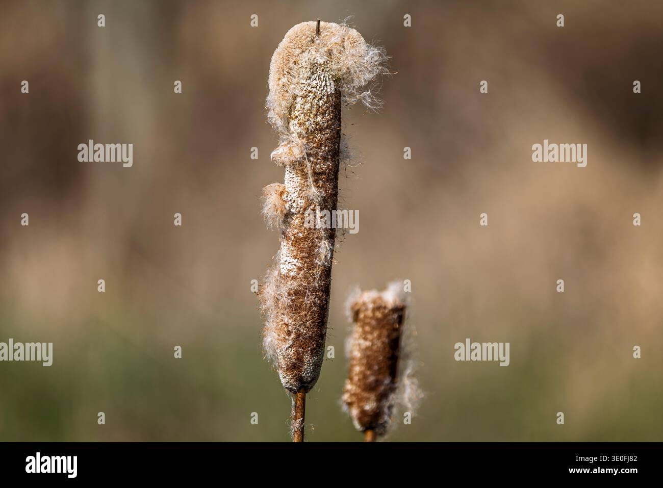 Close up of a Bulrush head in seed with seeds dispersing in wind in Wiltshire, UK in March 2026 Stock Photo