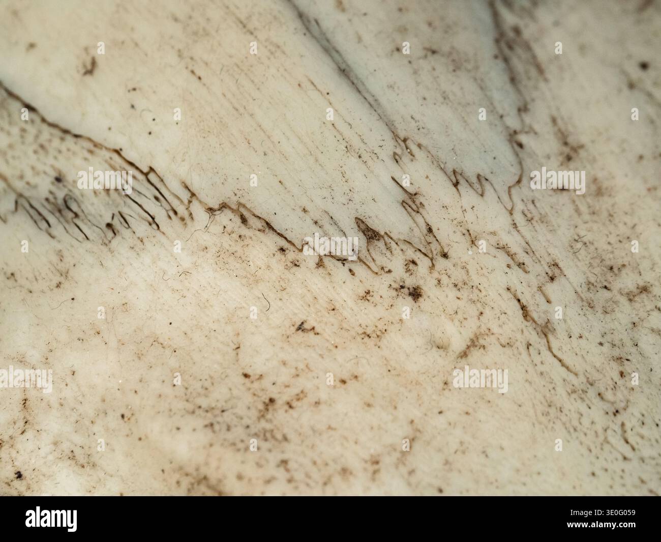 Bone surface shows rugged, textured patterns. Tiny cracks run across the pale, aged material. Brown specks dot the surface, adding character. Natural Stock Photo