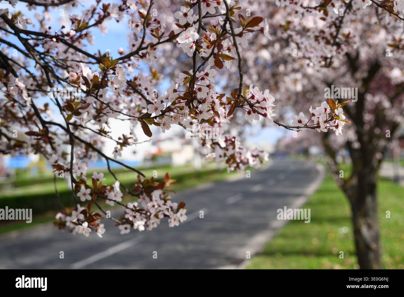 Blooming tree canopies alongside streets of Zagreb, Croatia on March 12 ...