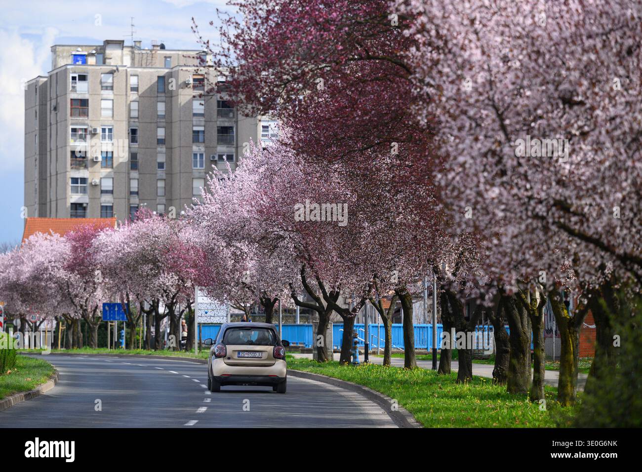 Blooming tree canopies alongside streets of Zagreb, Croatia on March 12 ...