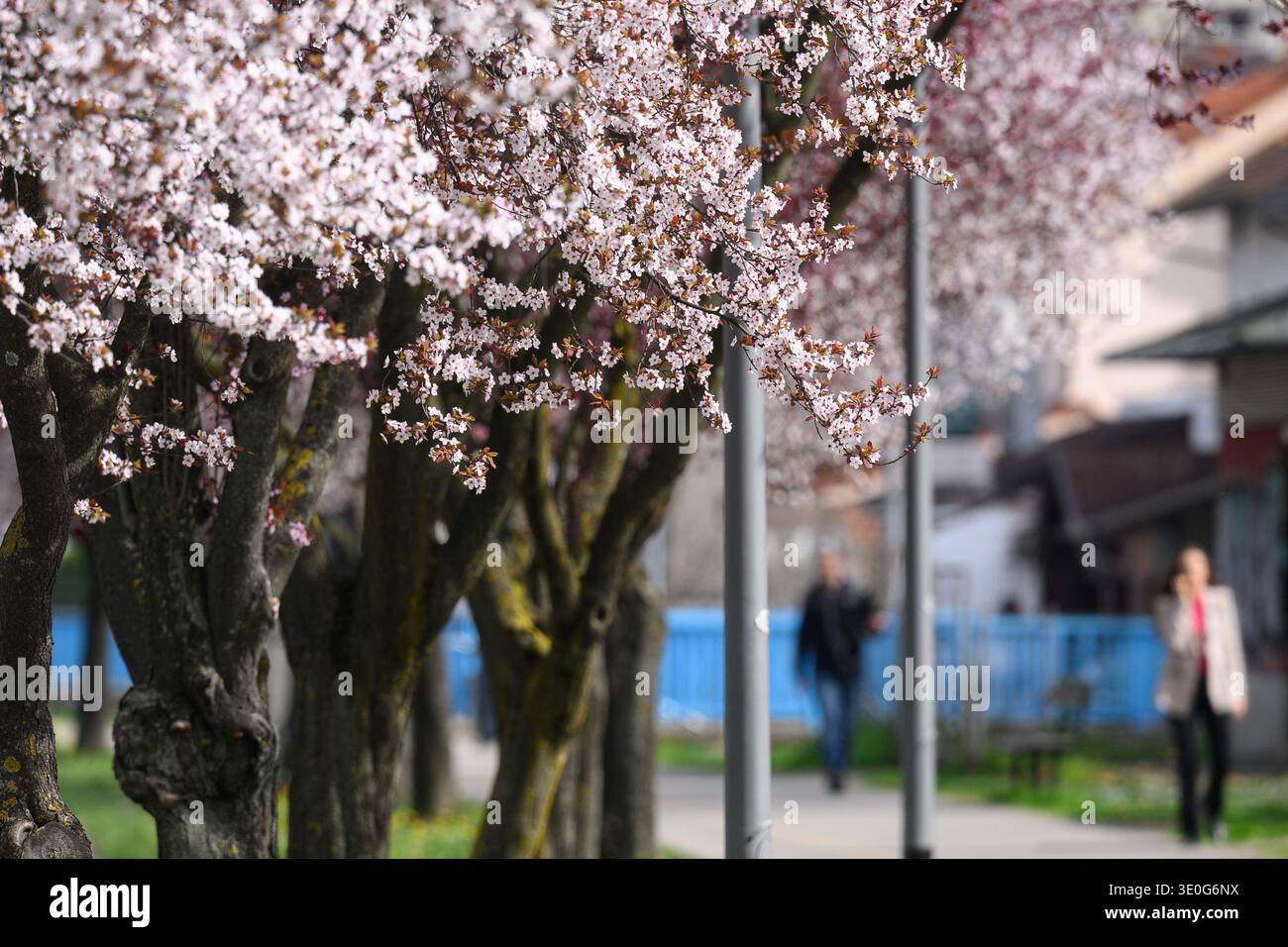 Blooming tree canopies alongside streets of Zagreb, Croatia on March 12 ...