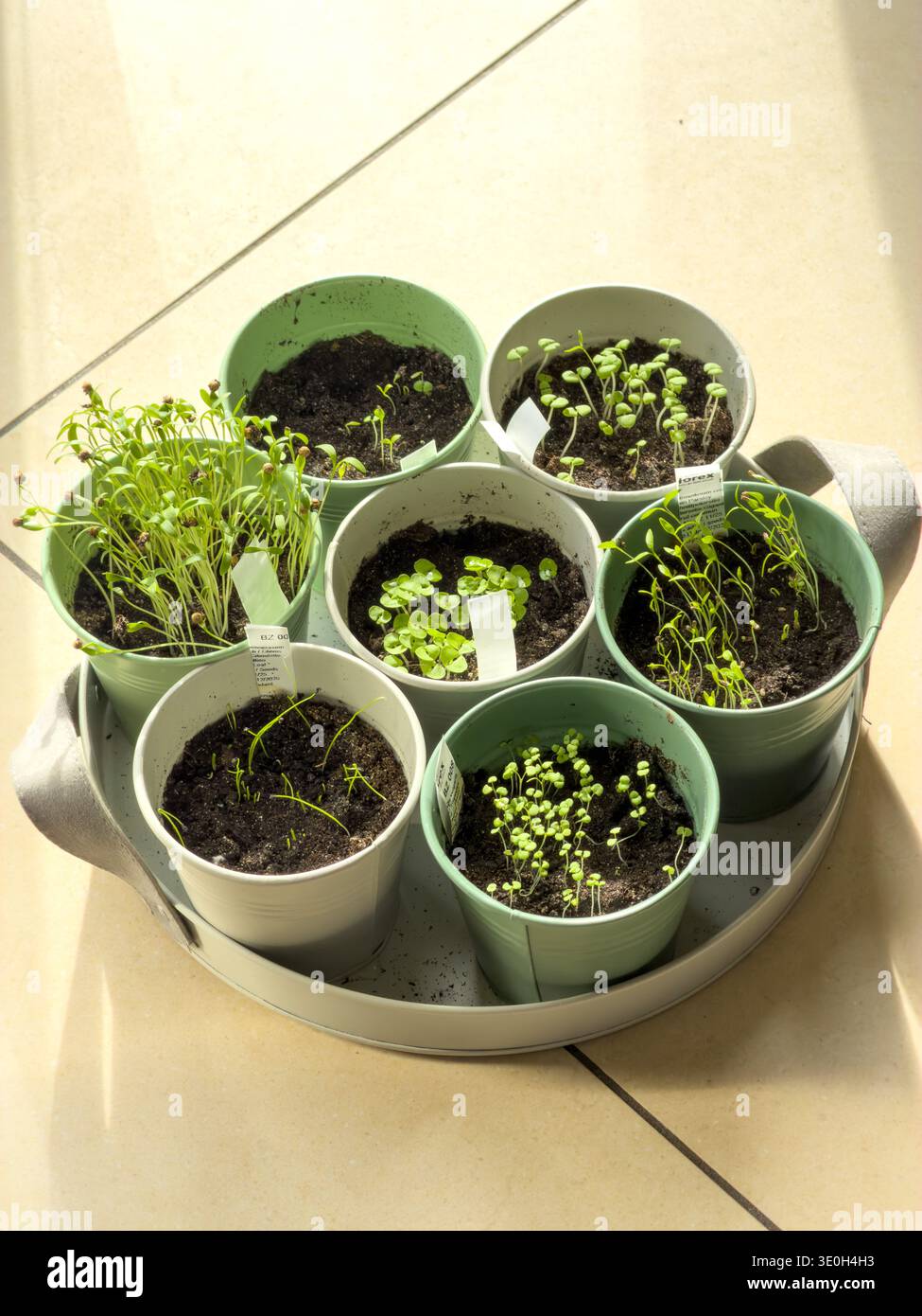 Sprouting seeds of herbs in individual nursery pots - Smartphone Captured Stock Image