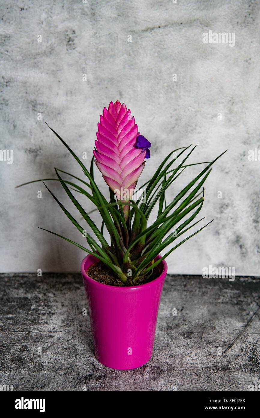 Tillandsia cyanea, Pink Quill blooming in a flowerpot, isolated on  background Stock Photo - Alamy