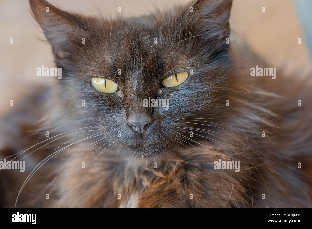 Beautiful black cat close up hi-res stock photography and images - Alamy