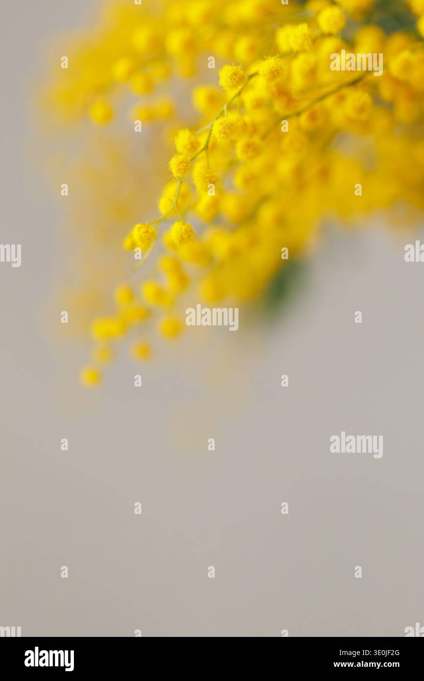 Abstract mimosa flowers soft spring background Stock Photo