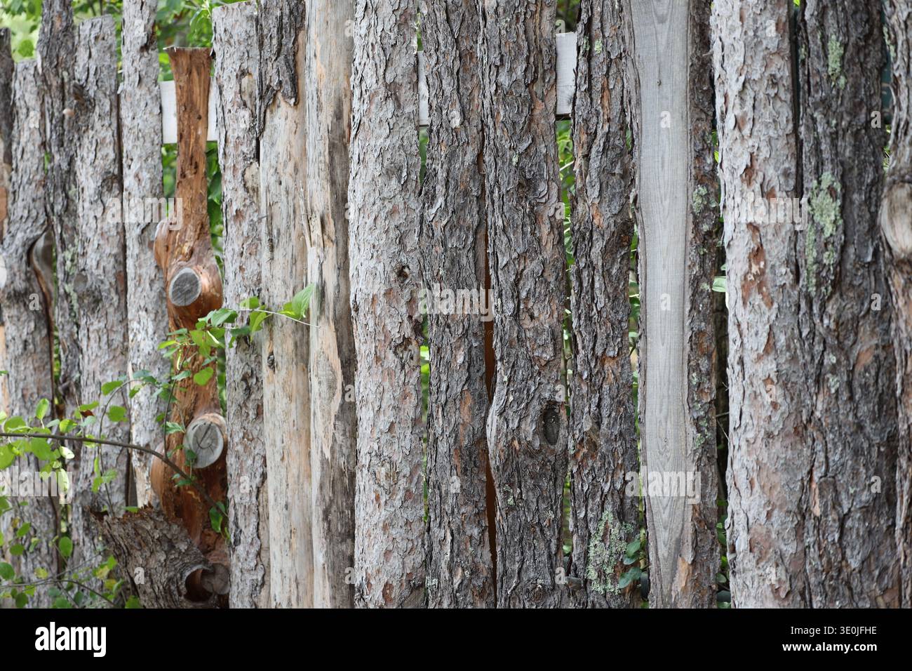 Log Squaring Examples spruce log squaring discards form rough palisade fencing (close-up ...
