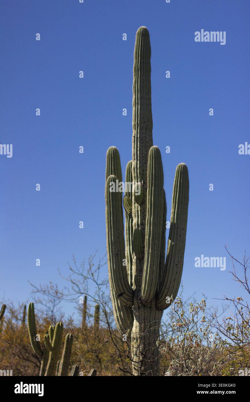 Zapotitlan hi-res stock photography and images - Alamy