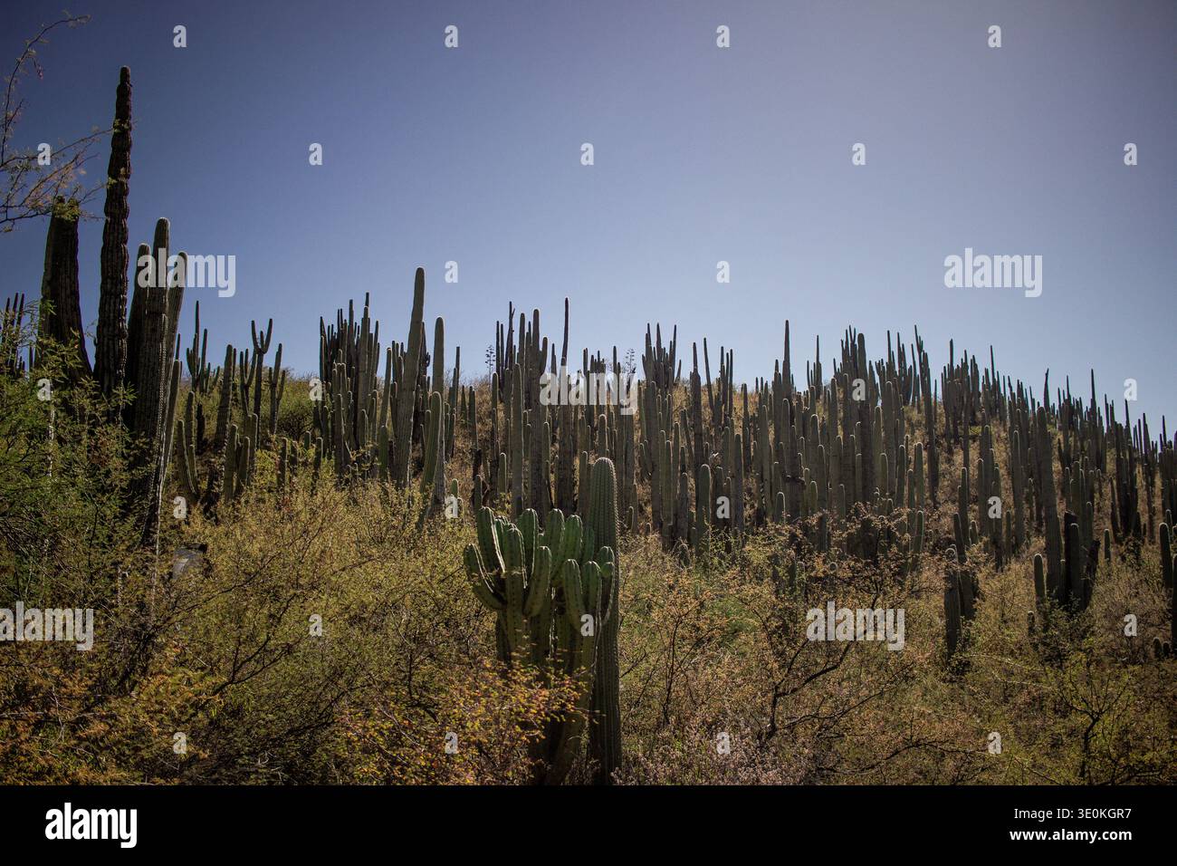 Neobuxbaumia tetetzo cactus cacti hi-res stock photography and images -  Alamy