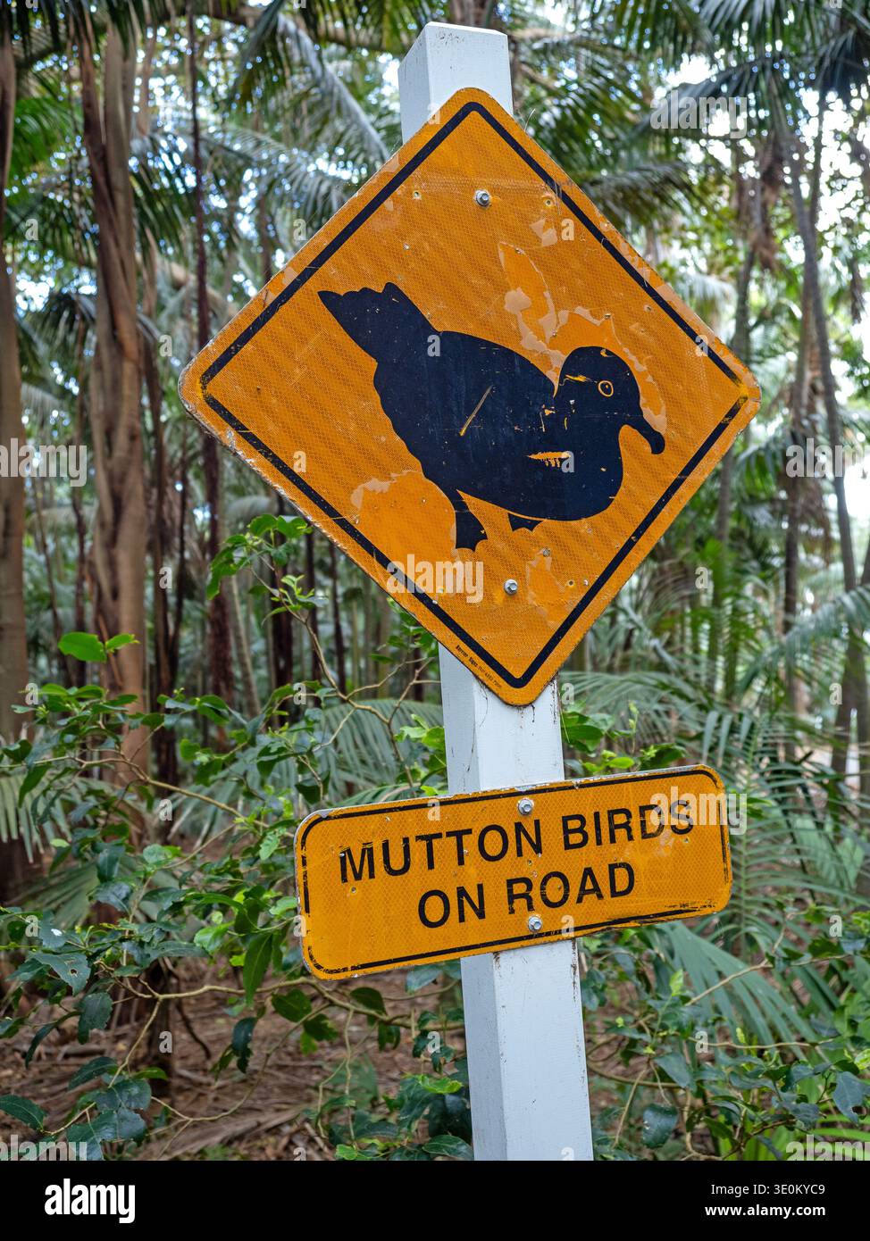 Road sign cautioning about the presence of muttonbirds on Lord Howe Island Stock Photo
