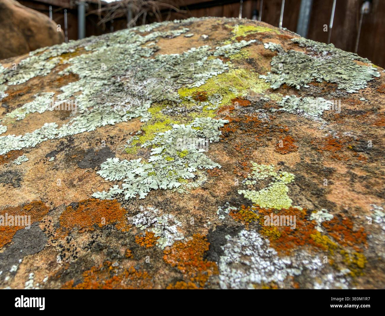 McKinney, TX, US - Mar 3, 2026: Colorful lichen on rock in backyard landscaping Stock Photo