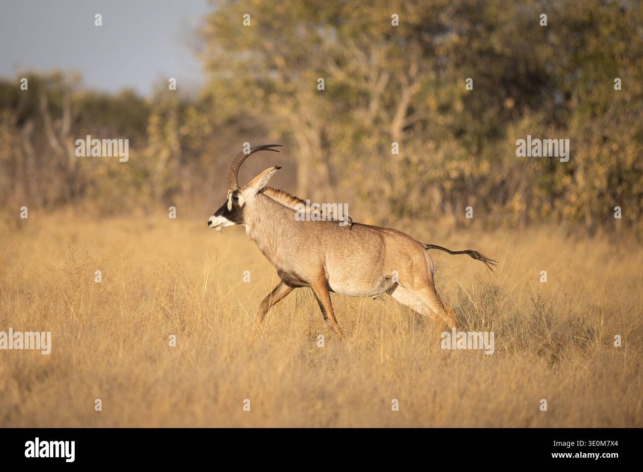 Rare Roan Antelope (Hippotragus equinus) walking through the Savuti marsh with oxpeckers on its back. Unique wildlife moment in Botswana, Africa. Stock Photo