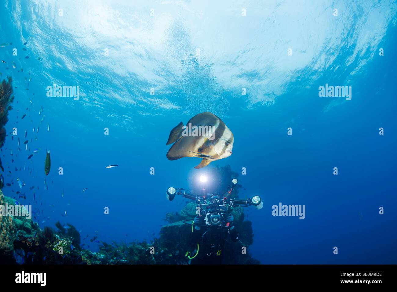 Photographer Jennifer Ross lines up on a circular batfish, Platax ...