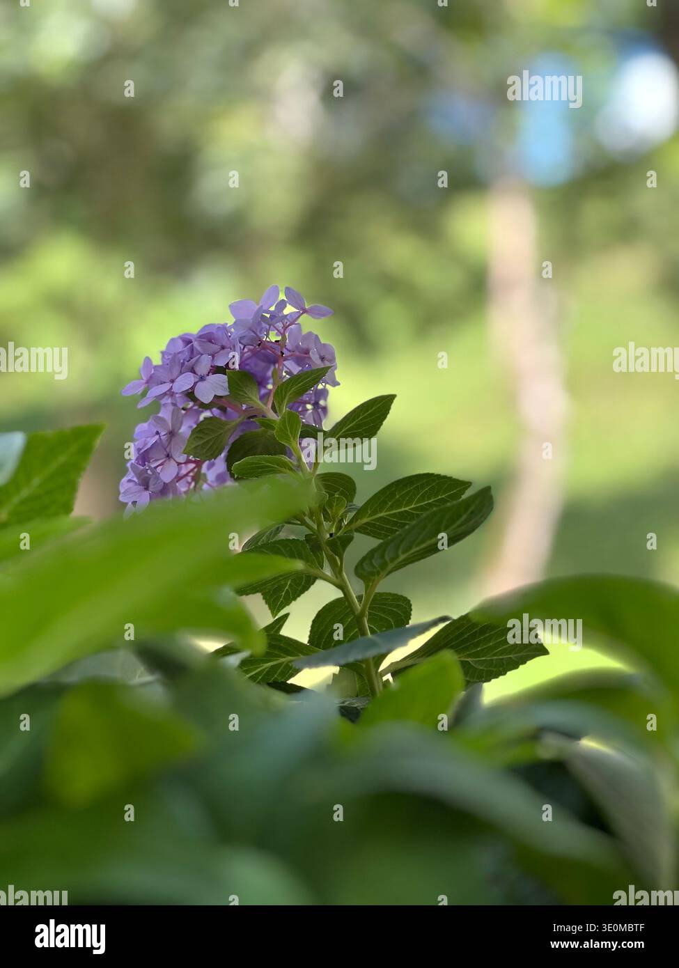 Macro shot of a vibrant purple flower surrounded by green leaves in a lush garden. Soft blurred background creates a natural bokeh effect. - Smartphone Captured Stock Image