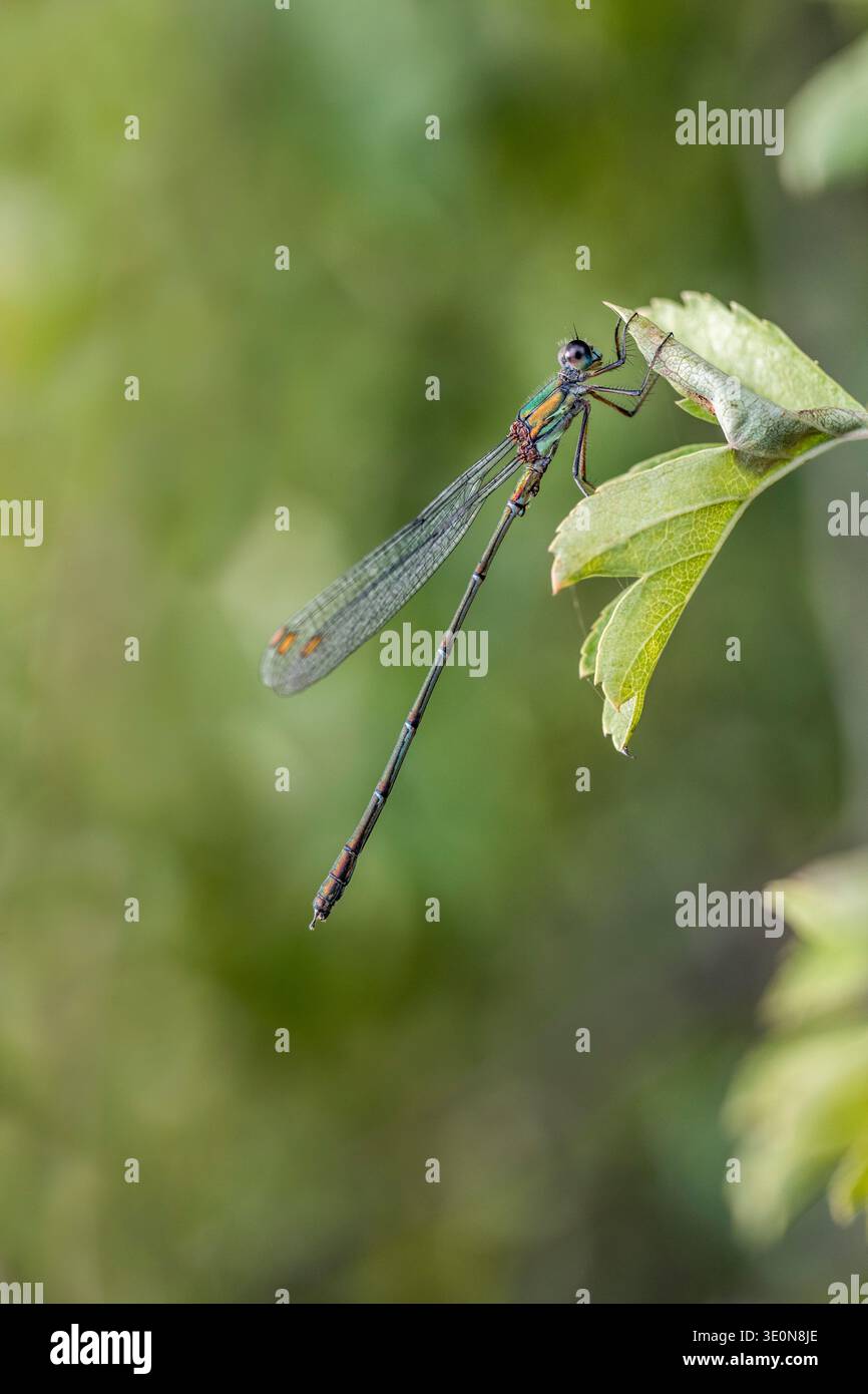 Willow Emerald Damselfly; Chalcolestes viridis; Male; UK Stock Photo