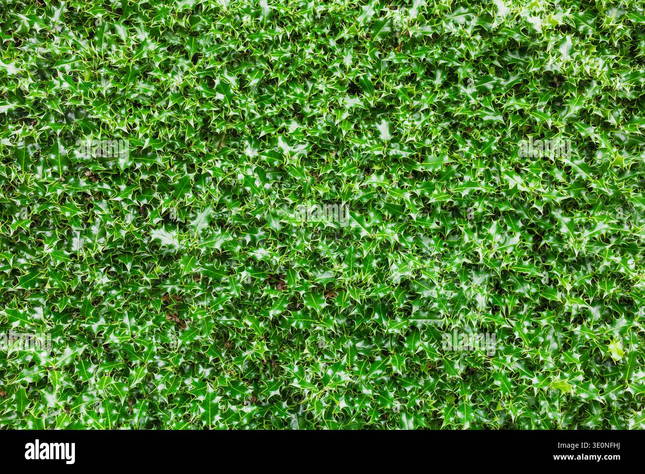Spiky Textures Patterns Dense green spiky pattern hi-res stock photography and images - Alamy