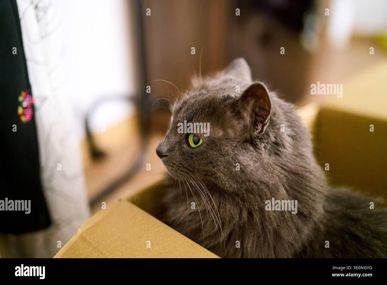 Relaxed gray cat inside simple cardboard box Stock Photo