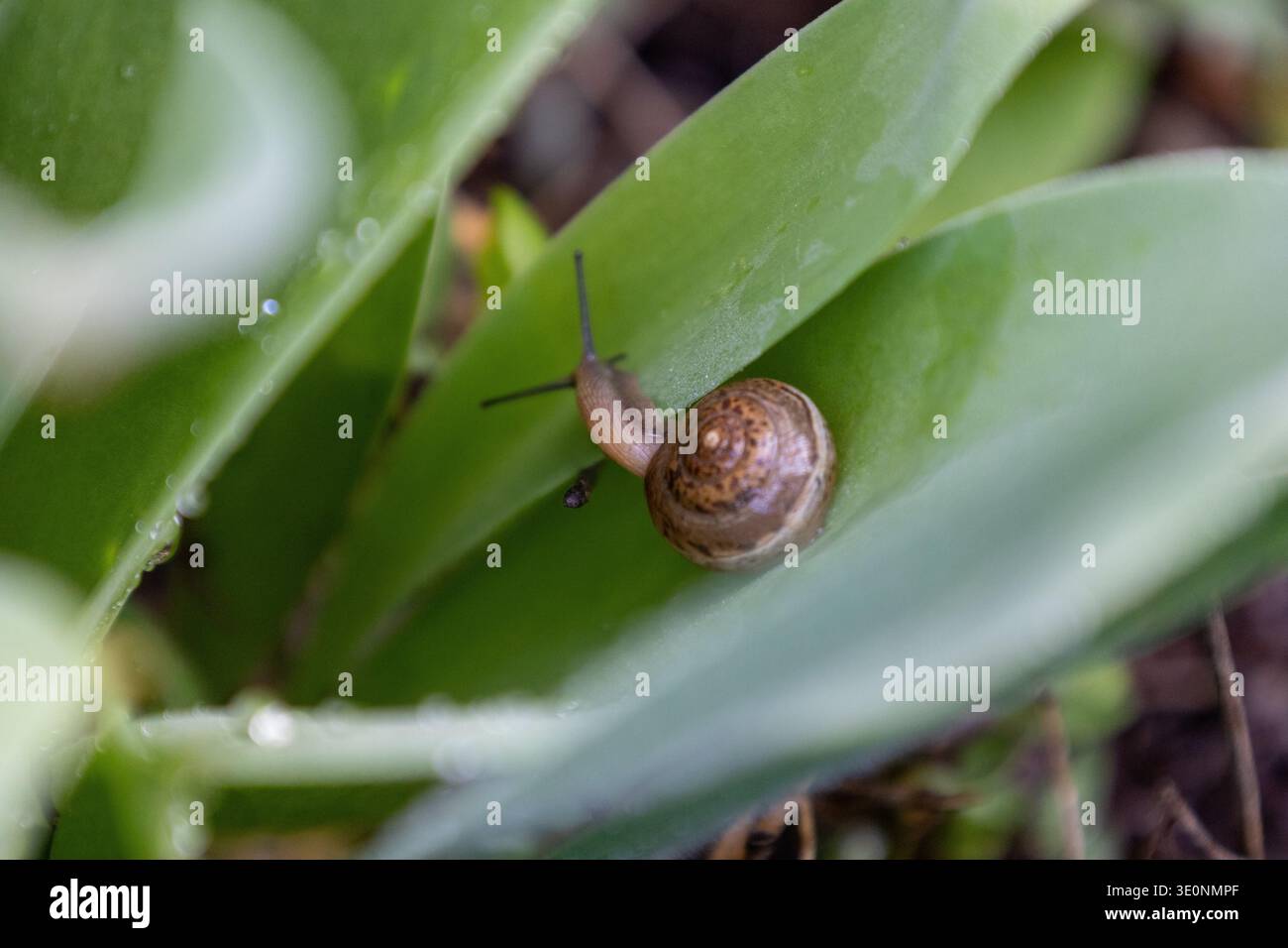 Small Snail Crawling On Green Leaf Stock Photo