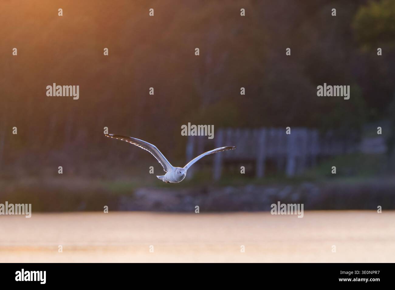 Silver Gull Sunrise Stock Photo