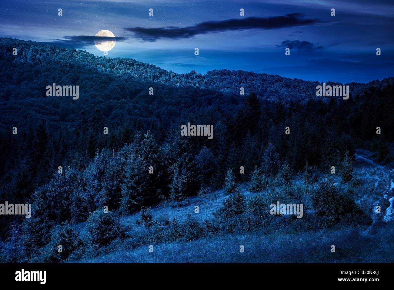 coniferous forest on a steep hillside meadow in summer at night. mountain landscape in full moon light. beautiful nature scenery. mysterious green env Stock Photo