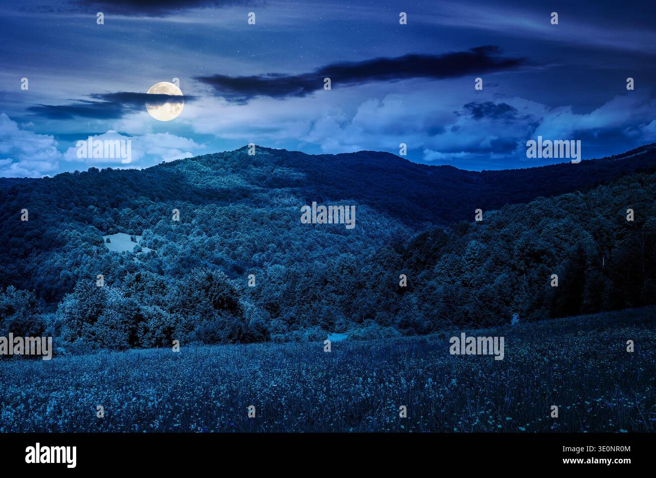 grassy fields with blooming flower herbs in mountain scenery at night. full moon over beautiful summer landscape of with forested hills under sky with Stock Photo