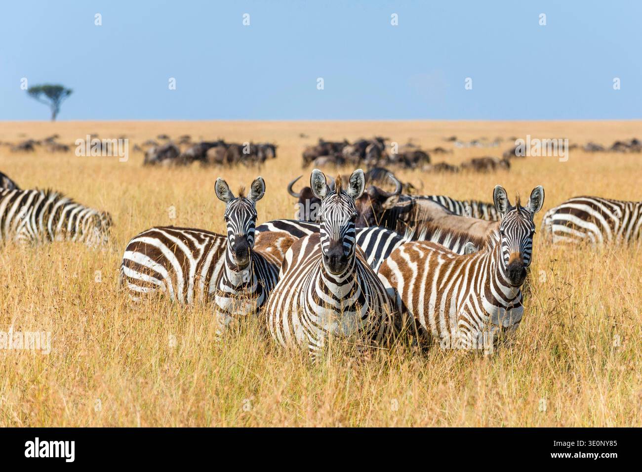 Grants zebra masai mara kenya hi-res stock photography and images - Alamy