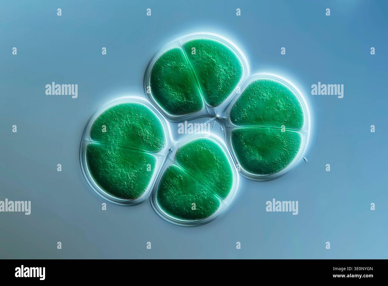 Chroococcus turgidus chroococcus turgidus hi-res stock photography and ...