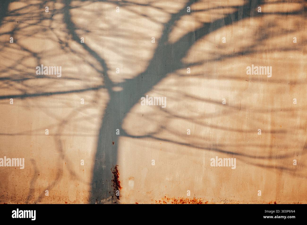 Org tree hi-res stock photography and images - Alamy