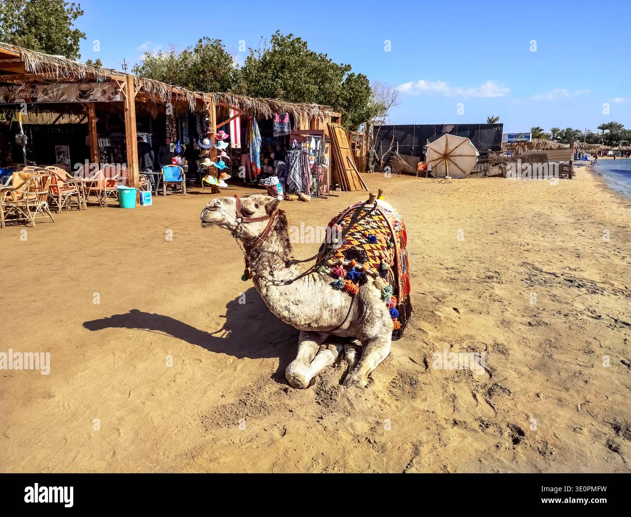 Egypt, Sharm El Sheikh - January 17, 2020: A harnessed dromedary lies on the beach in Sharm El Sheikh. Fun for tourists in Egypt, camel riding - Smartphone Captured Stock Image