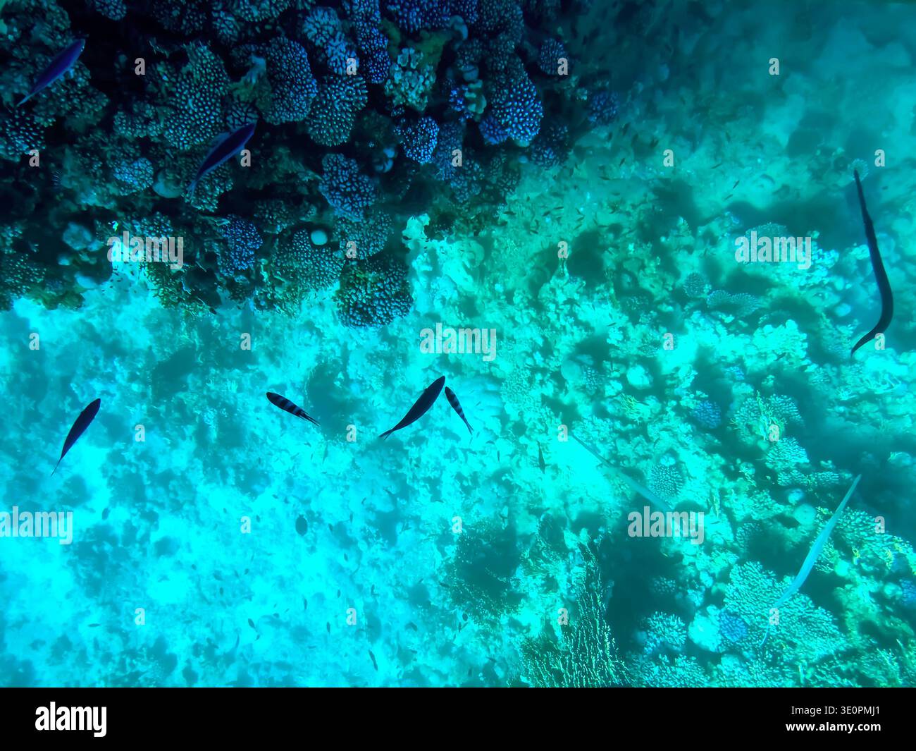 Fish swim among coral reefs against a background of turquoise water, top view. Bright blue aqua background with copy space of the underwater world in - Smartphone Captured Stock Image