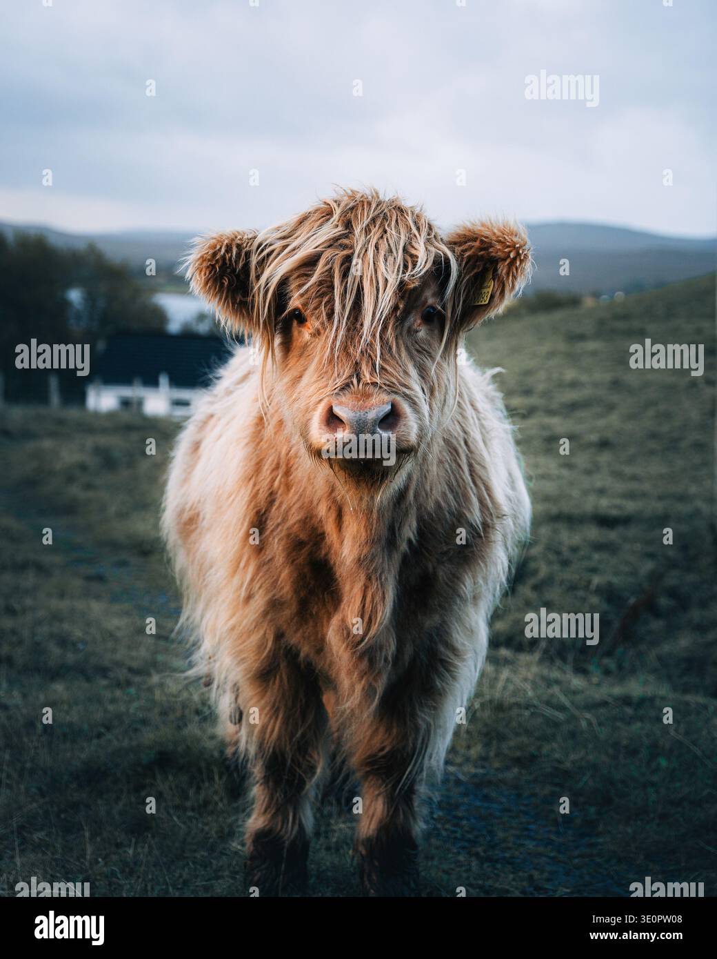 Aerial view of a highland cow standing on the field, Scotland, United ...