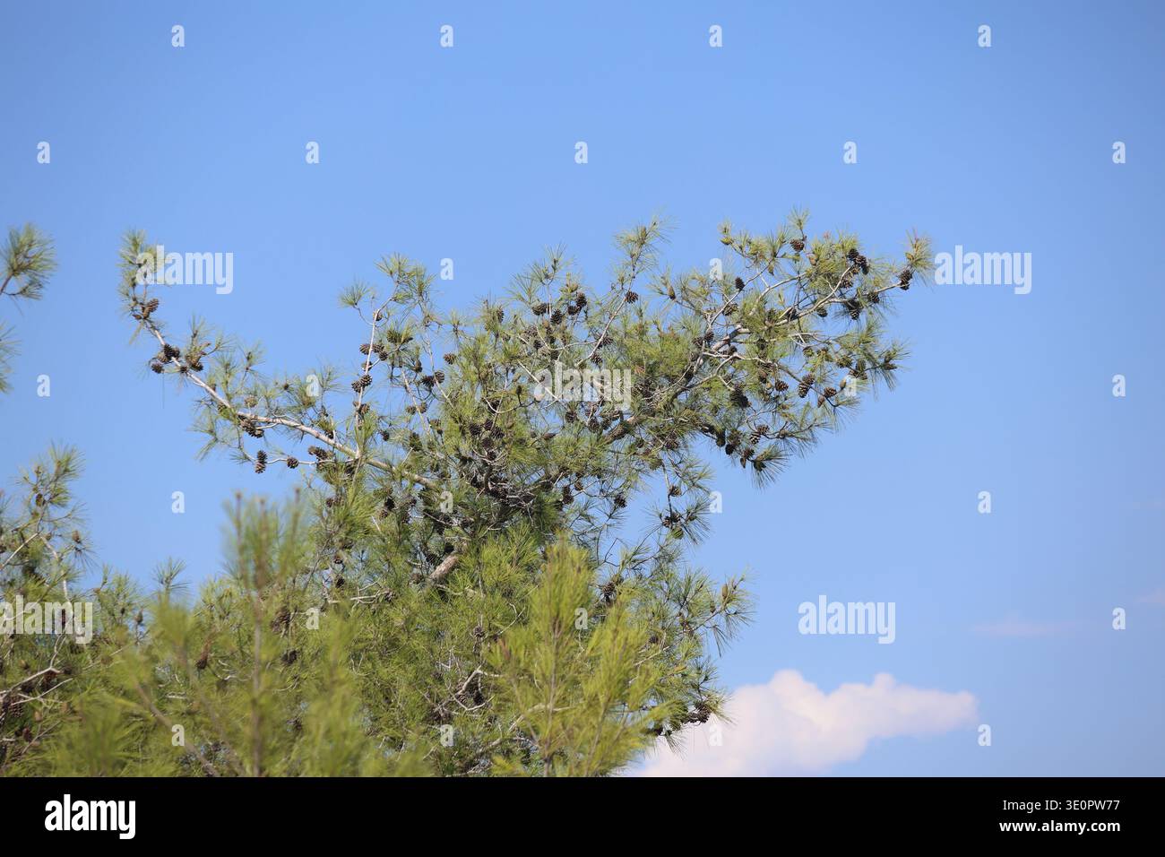 pine tree branches against  cloudy blue sky Stock Photo