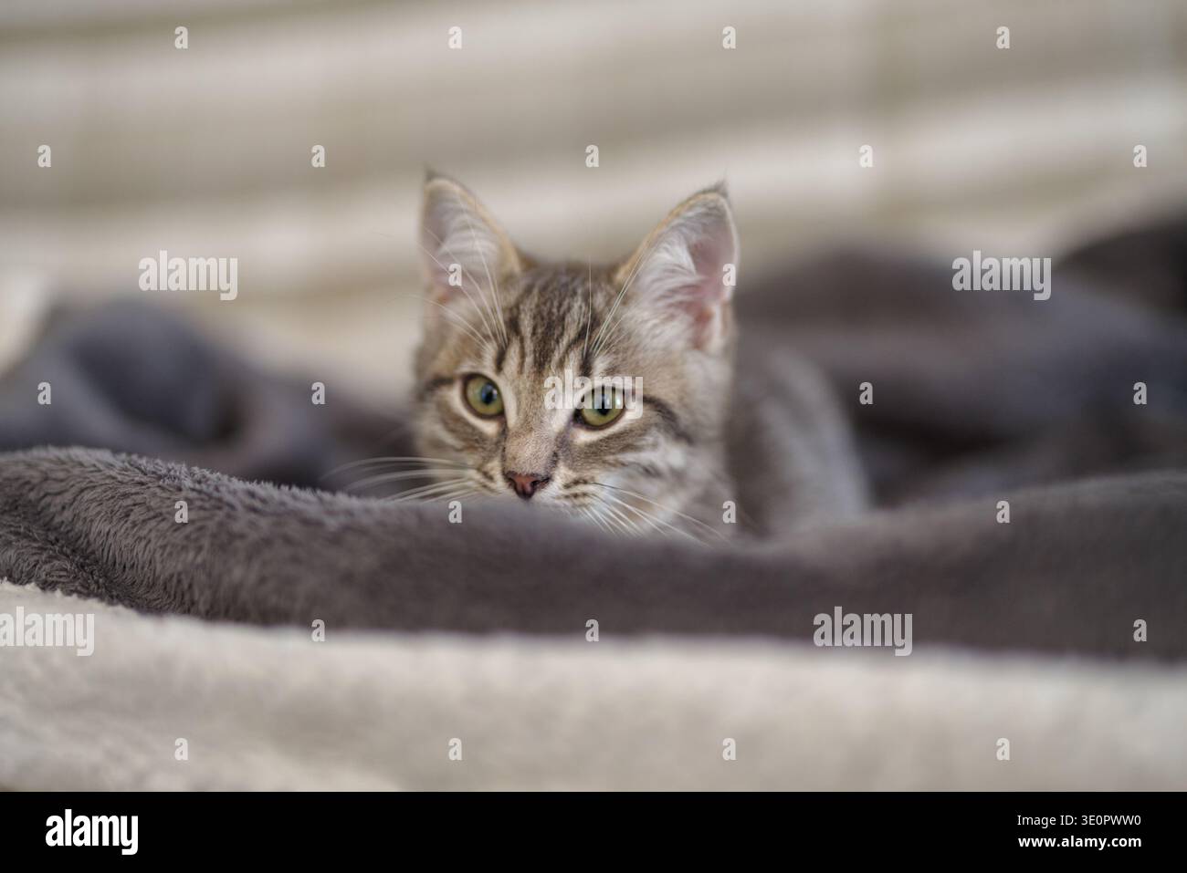Kitten 3 months resting in its home Stock Photo