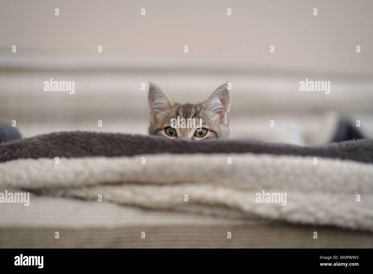 Kitten 3 months resting in its home Stock Photo