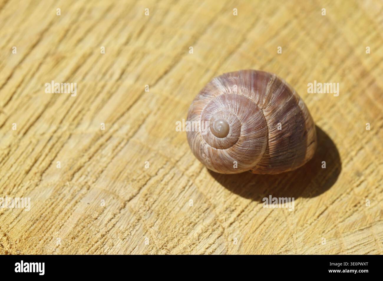 an empty snail on wood slice Stock Photo