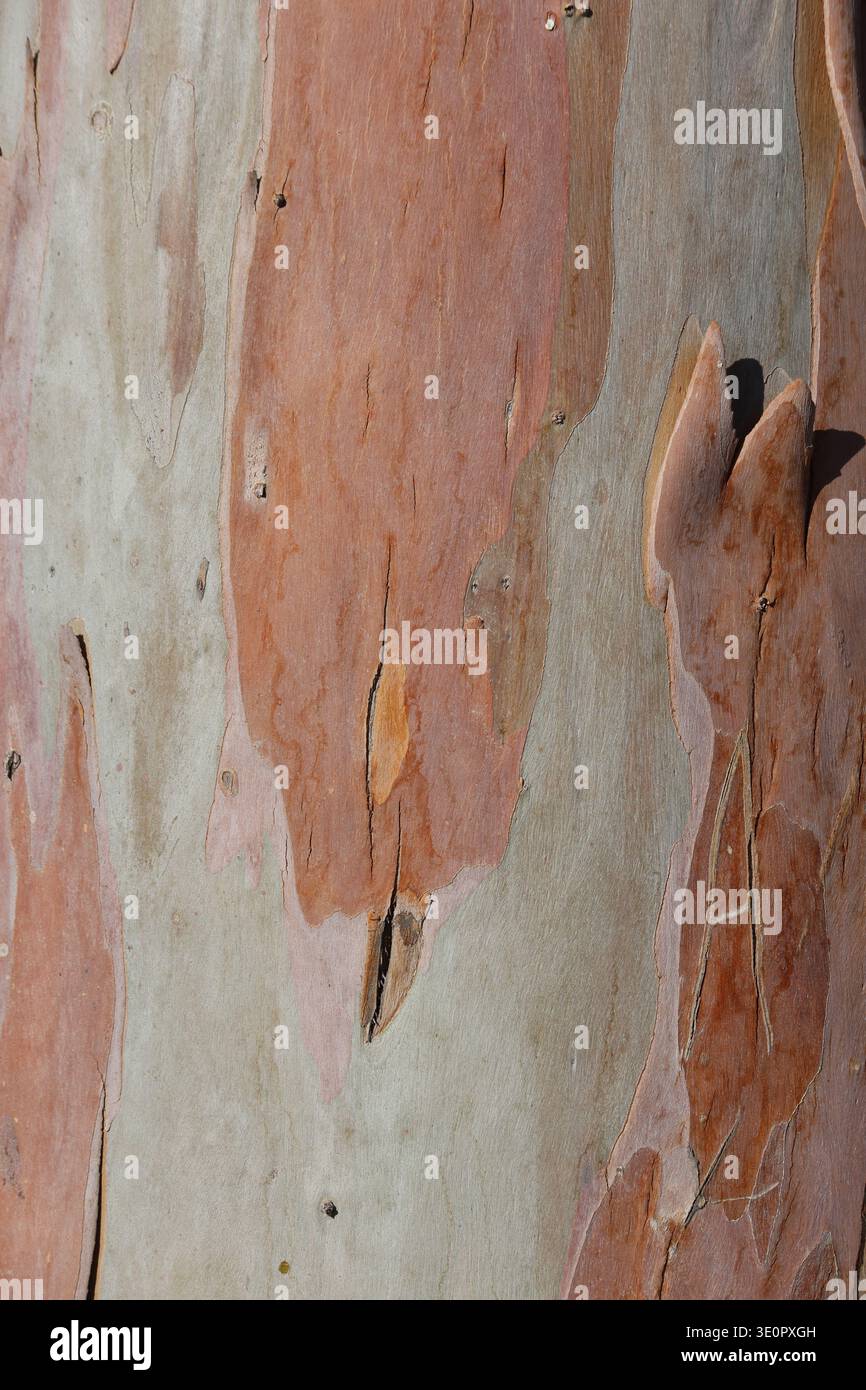 bark texture of eucalyptus tree Stock Photo