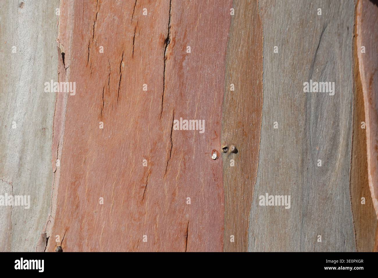 bark texture of eucalyptus tree Stock Photo