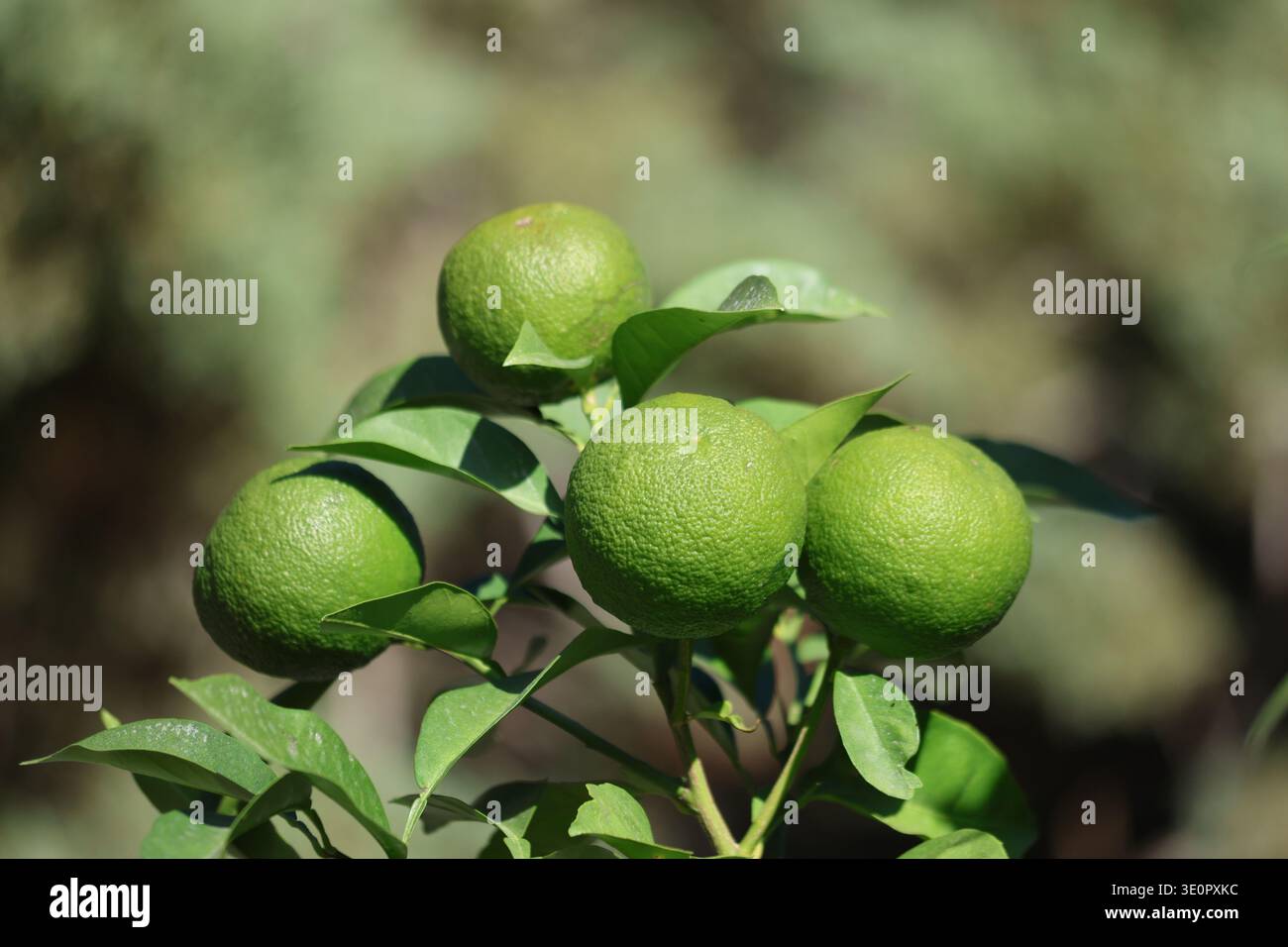 green unripe oranges on the tree Stock Photo