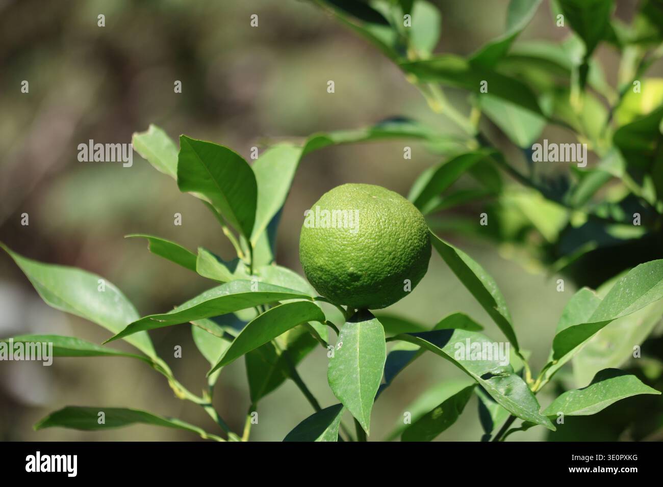 green unripe oranges on the tree Stock Photo