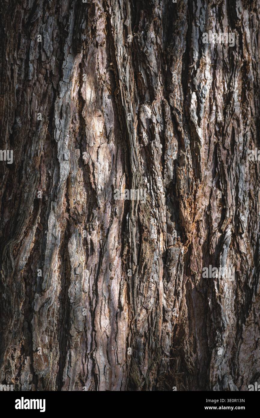Bark (Sequoiadendron giganteum) from a sequoia tree Full size Stock Photo