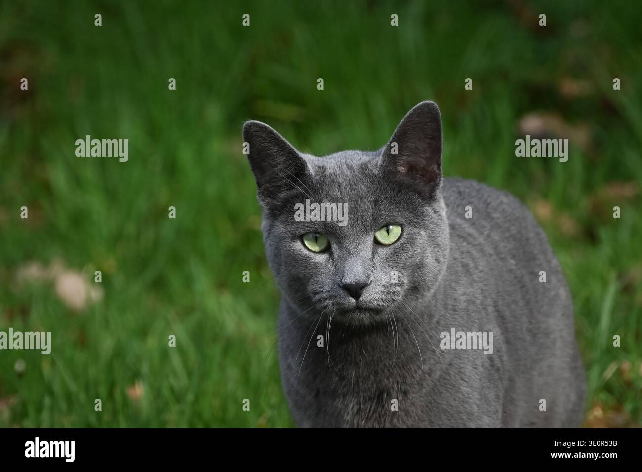 Blue Grey domestic cat portrait shot with green eyes stood on green grass with grass and flowers bokeh behind in right of frame with caption space to Stock Photo