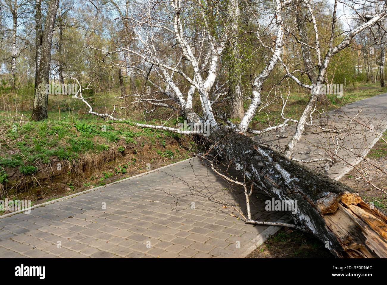 Fallen Birch Tree Blocking Park Path After Storm In Early Spring Forest Stock Photo