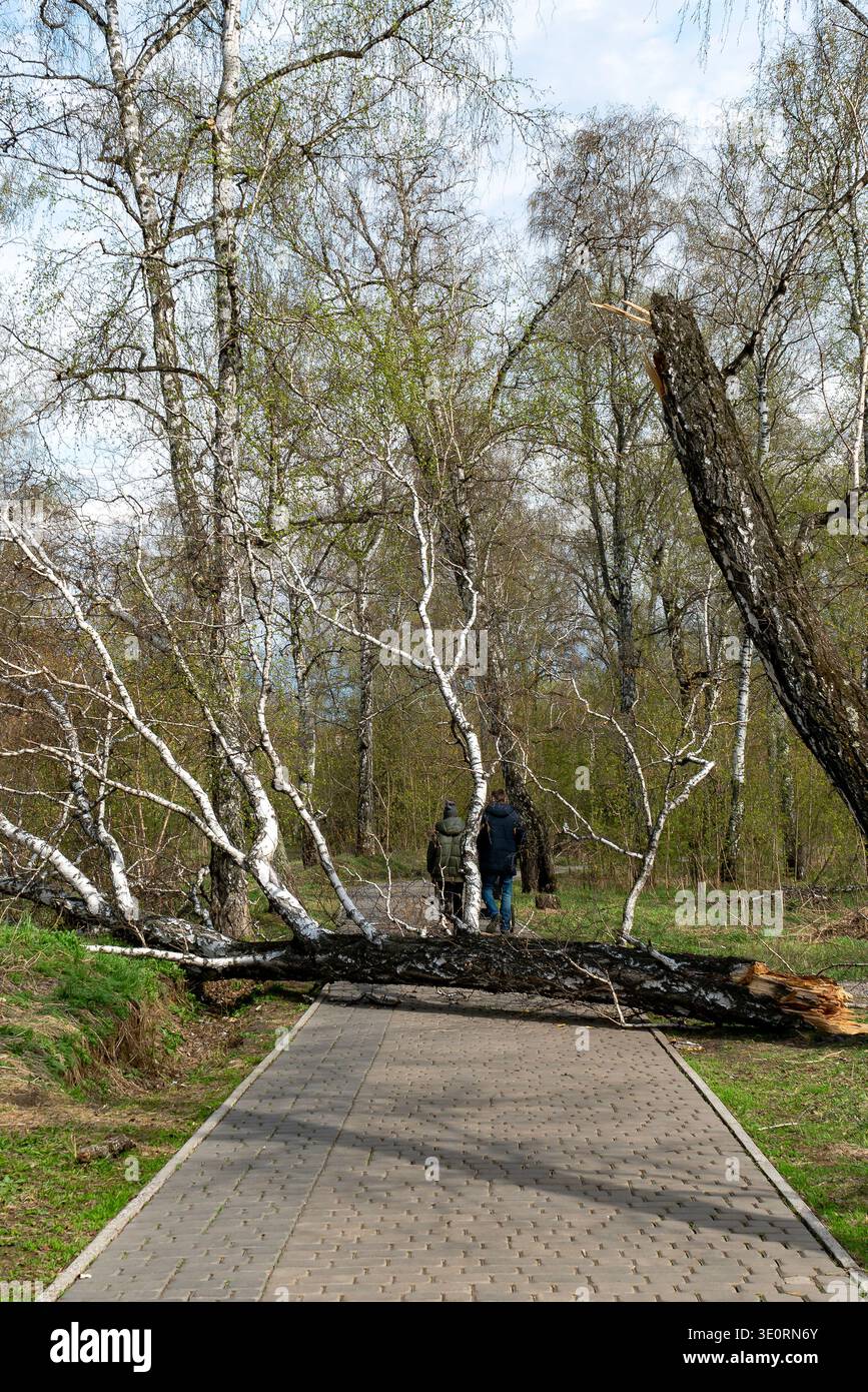 Two People Confronting a Fallen Birch Tree Blocking a Park Path in Early Spring Stock Photo